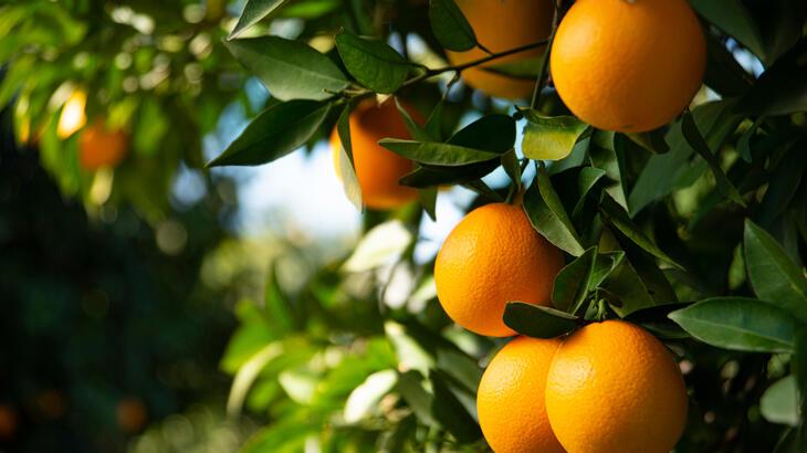 Boztepe Tarım İşletmesi Müdürlüğü’nden portakal satış ihalesine davet