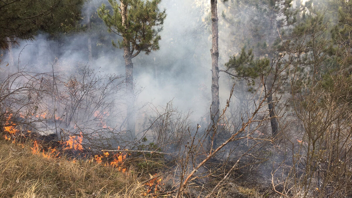 Kastamonu’da topladığı çöpleri yakmak isterken ormanı yaktı
