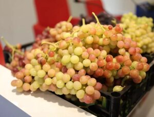 Denizli’de 3. Avşar Üzüm Şenliği Düzenleniyor