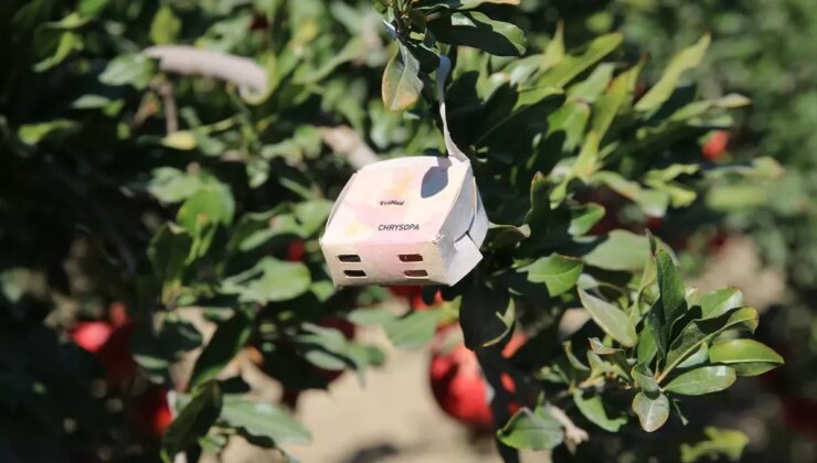 Denizli’de Nar Yetiştiriciliğinde Yararlı Böcek Uygulaması İle Randımanda Artış