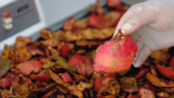 Köpek Mamalarında Nar Kabuğu Kullanımıyla Sıhhat İyileştirmeleri