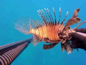 Zehirli Aslan Balığı Kurbanı: Parmağı İki Kat Büyüdü