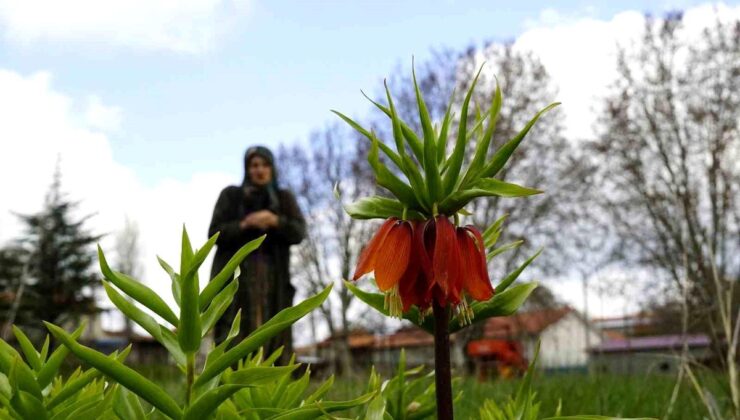 Ağlayan gelinler 5 yıl sonra baharı karşıladı
